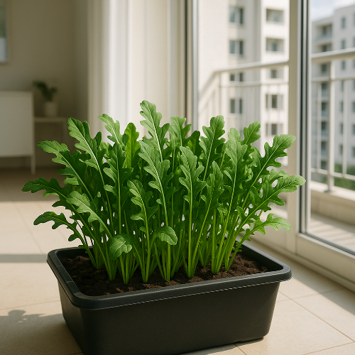 아파트 실내 농업에 적합한 루꼴라 기르기 완벽 가이드