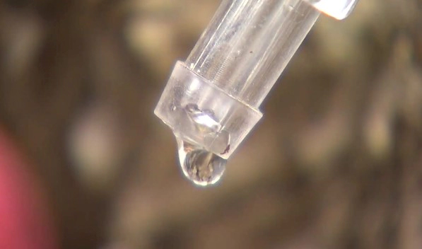 고로쇠물 효능 4가지 및 고로쇠물 유통기한 보관방법 먹는방법 총정리