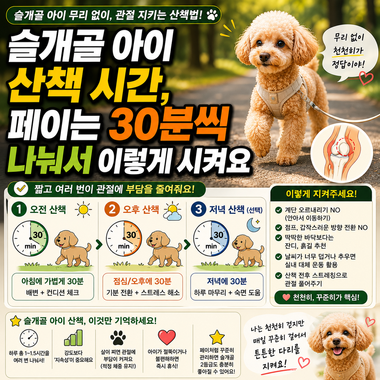 슬개골 아이 산책 시간, 페이는 30분씩 나눠서 이렇게 시켜요
