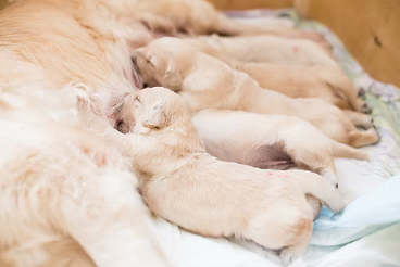 어미개와 새끼개