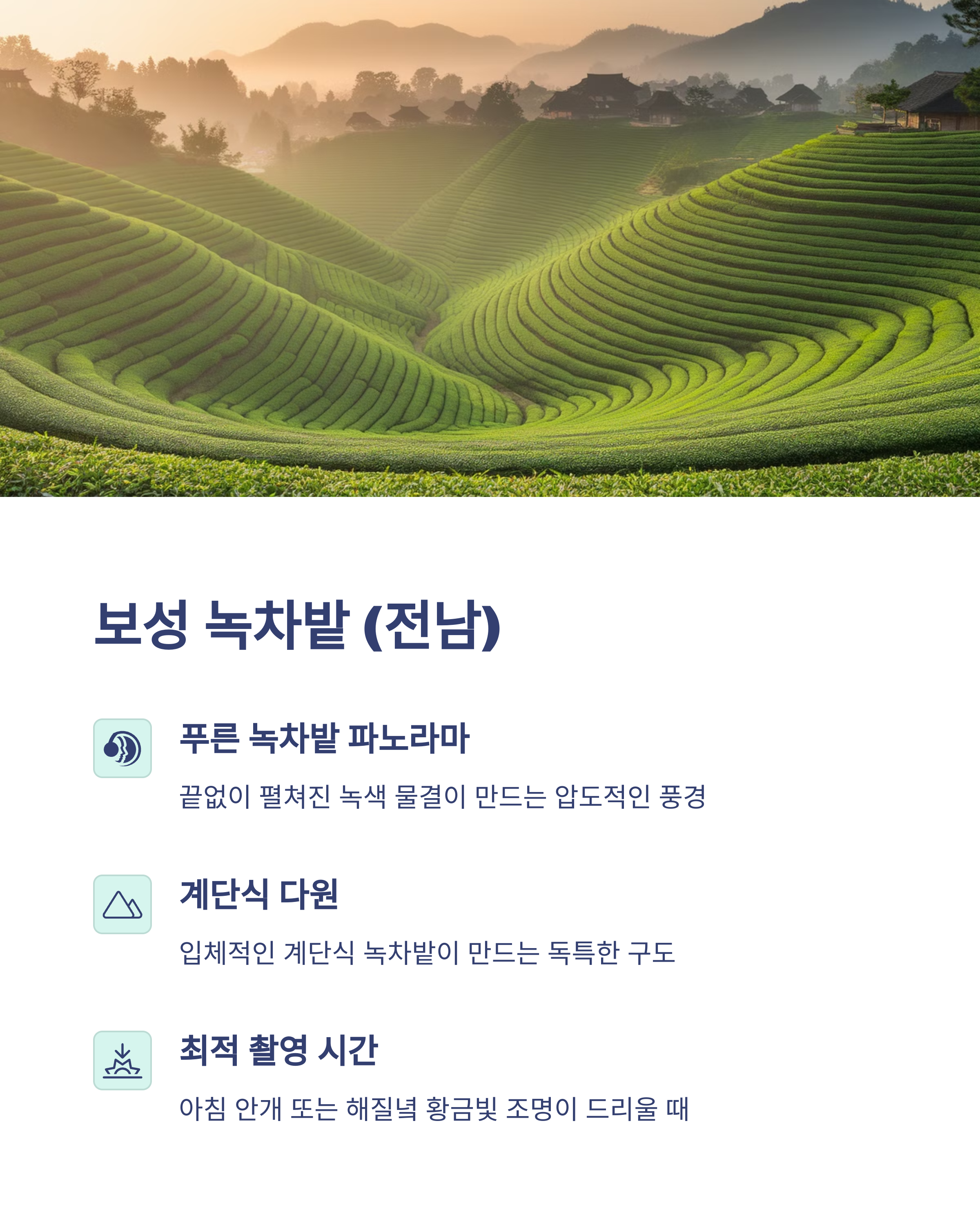 보성 녹차밭 전남