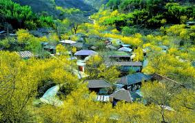 2025년 봄나들이 추천! 전국 가볼 만한 명소 Best 8