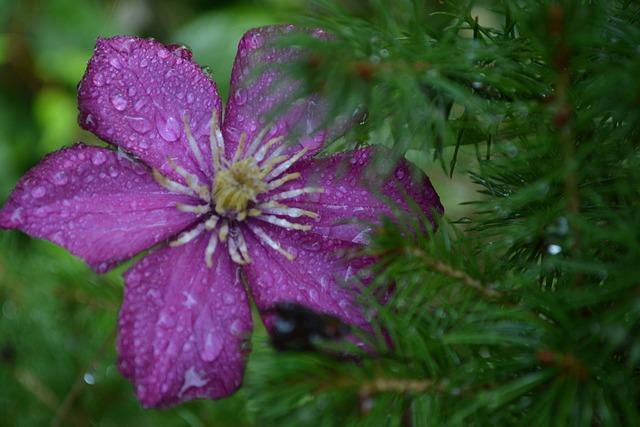 강아지 물 많이먹는이유