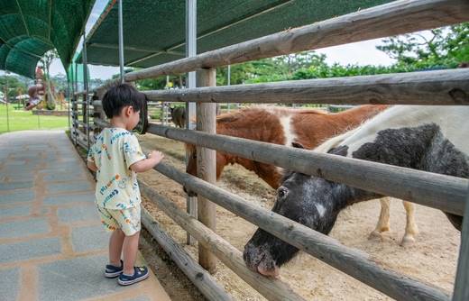 무안 연꽃 축제