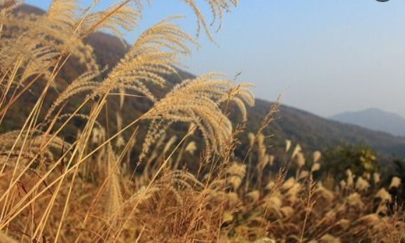 2025 무등산 단풍 절정시기 확인! 가을 BEST 등산코스 완전 정복