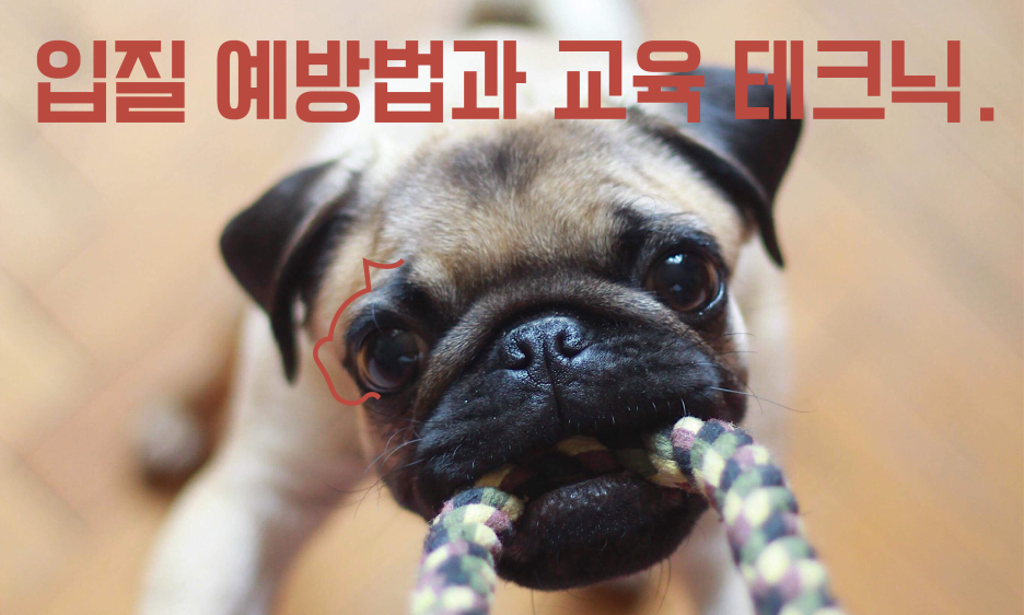 강아지 입질