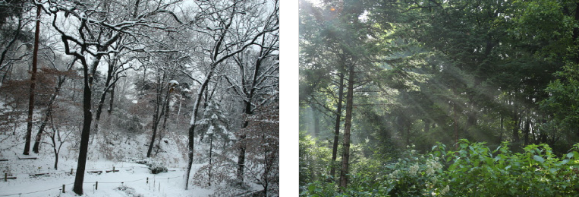 홍릉숲 황후의길