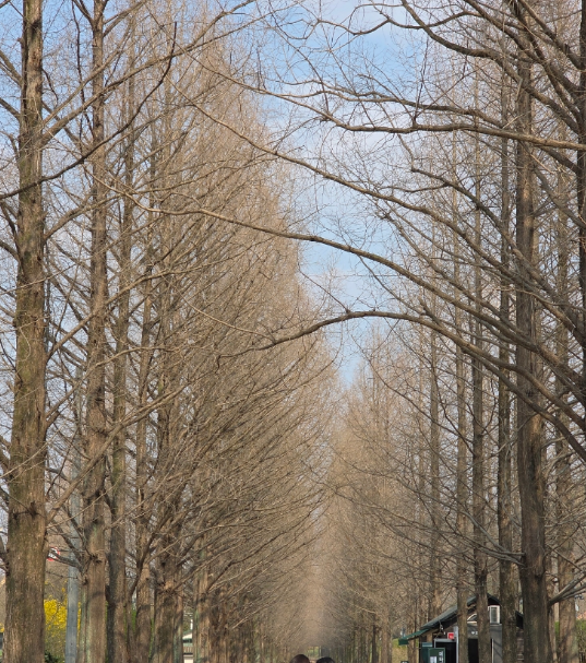 담양 메타세쿼이아길 봄꽃 산책 + 죽녹원시장