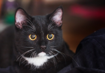 검은 고양이가 앞을 향하고 있다