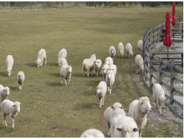 양떼 목장 사진