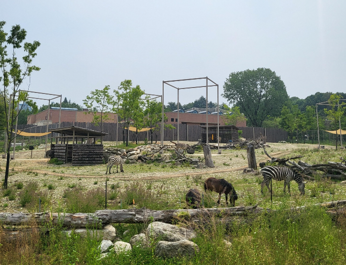 얼룩말과 아프리카 포니