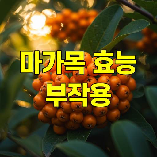 마가목 효능 10가지와 부작용