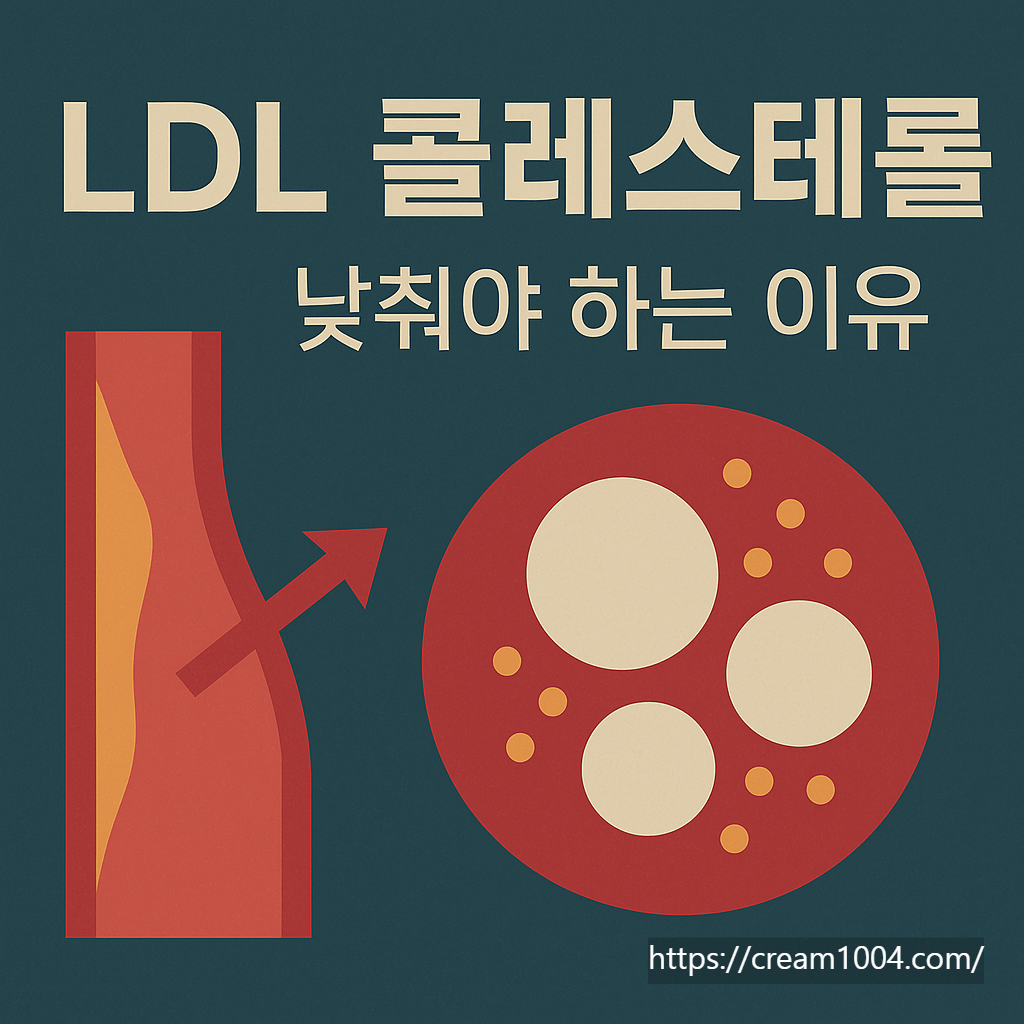 조용히 혈관을 막는 '나쁜 콜레스테롤', LDL 콜레스테롤의 모든 것