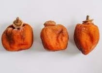 곶감선물세트 상품 유명한 지역 상주 영동 산청 청도 논산 영동 함양 곶감선물세트