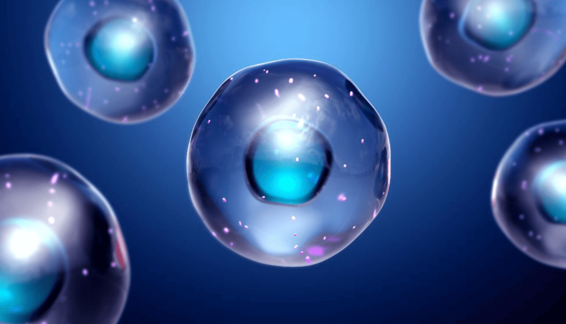 엘지지유산균 효능