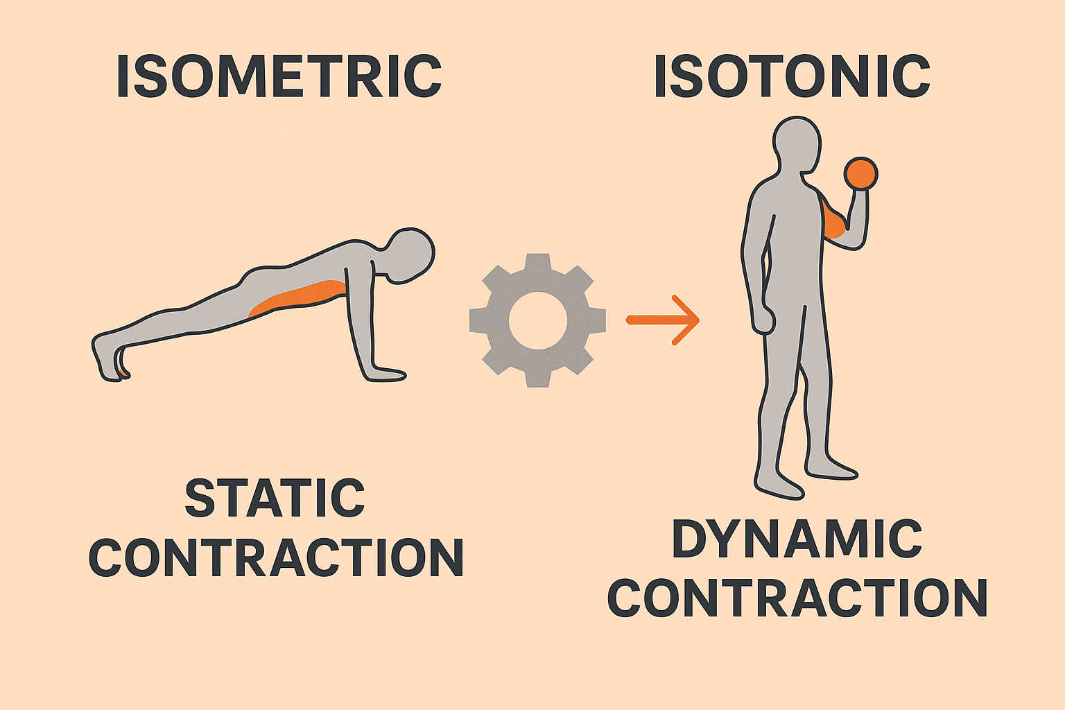 운동보다 더 오래 쓰는 근육? 당신을 지탱하는 자세 유지 근육의 비밀