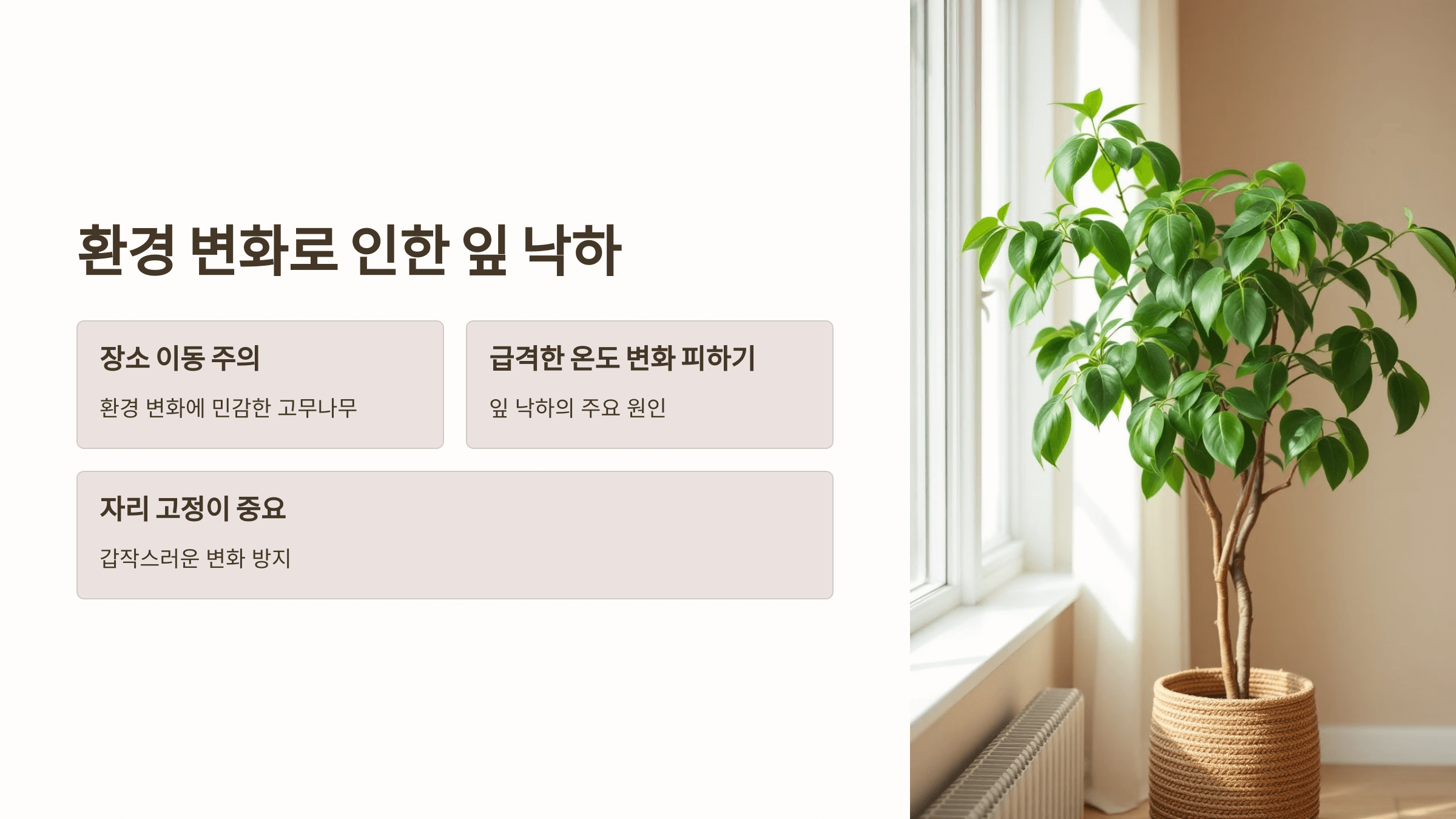 고무나무와 관련된 사진입니다.