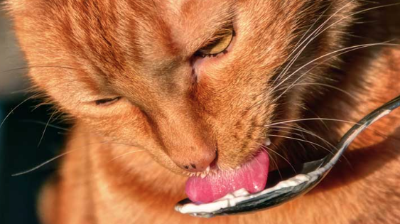 요구르트를 핥는 고양이