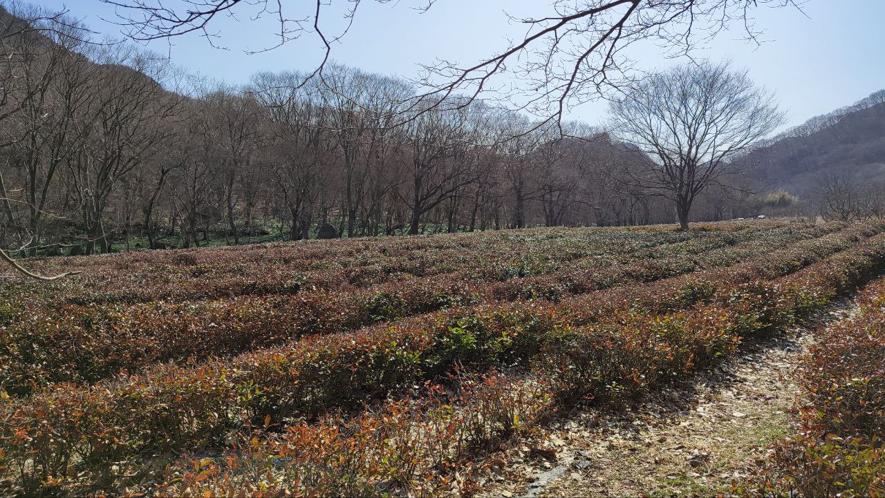 선운사의 차나무밭