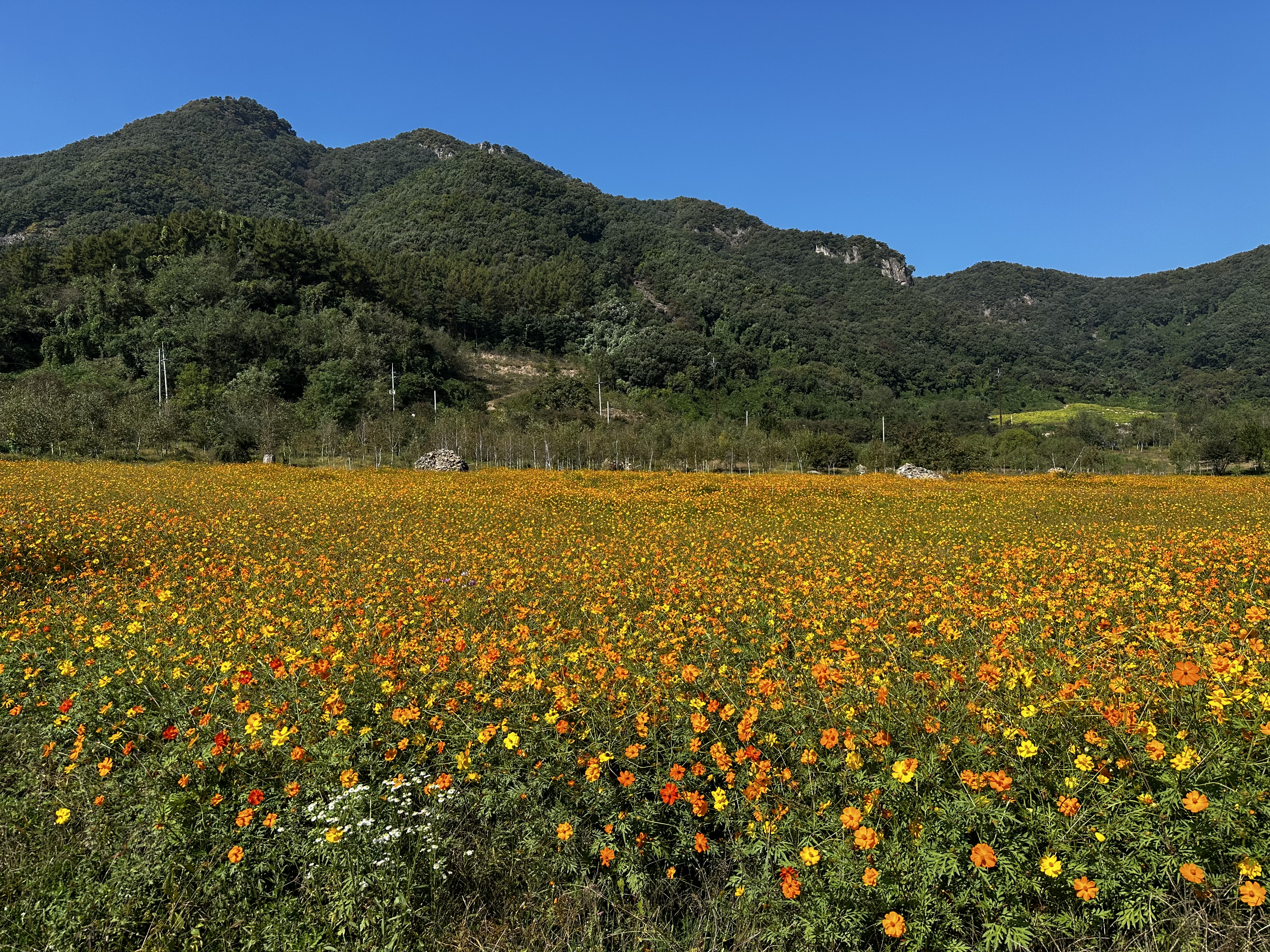 재인폭포 근처 꽃밭