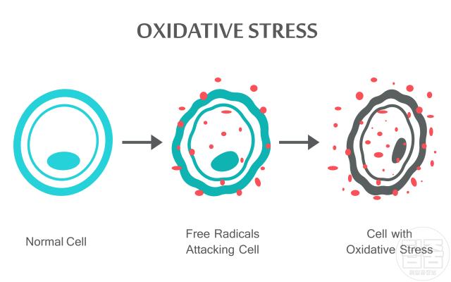 노인냄새 원인 제거 노네날 산화 스트레스