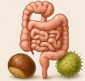 밤 효능