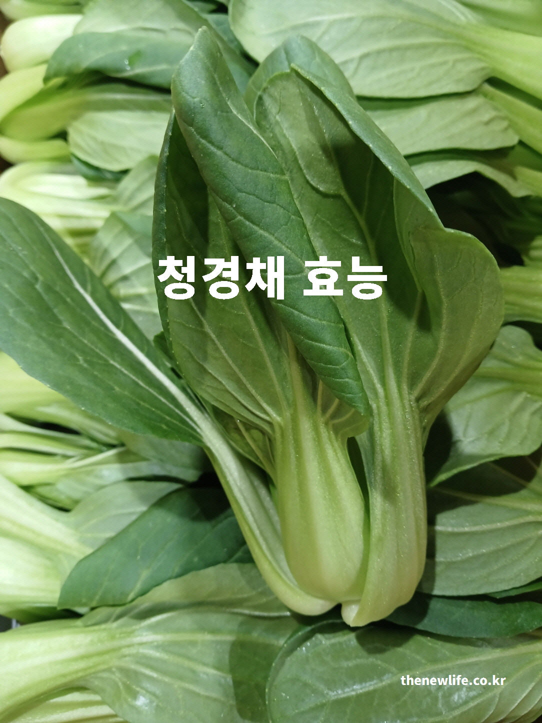 청경채 효능을 설명하기 위한 싱싱한 청경채 잎 대표 실물 사진