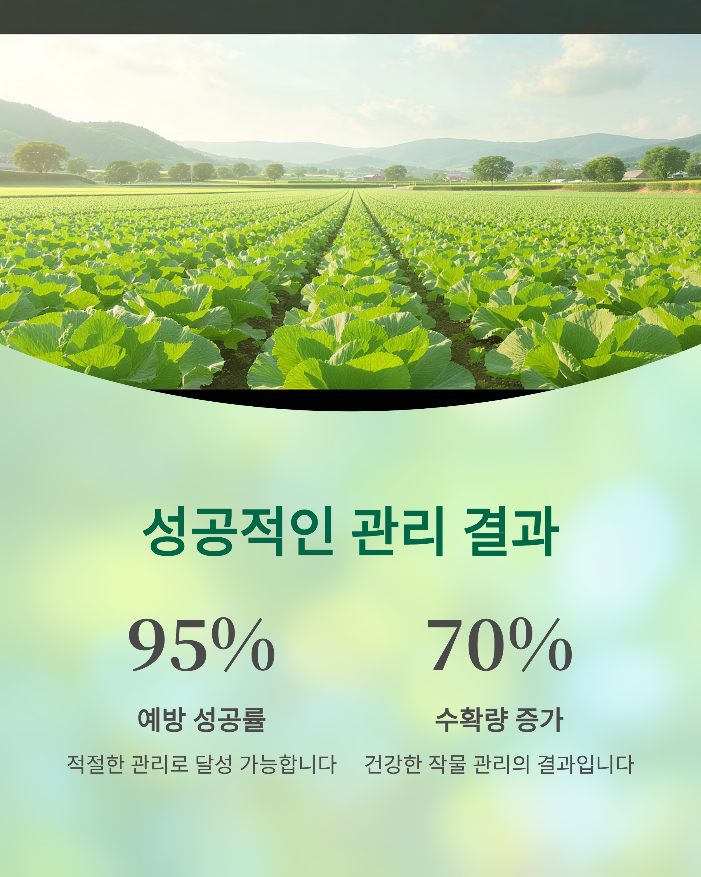 배추 무름병