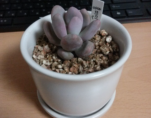 식물 번식의 기초 (삽목&amp;#44; 수경&amp;#44; 성공률)