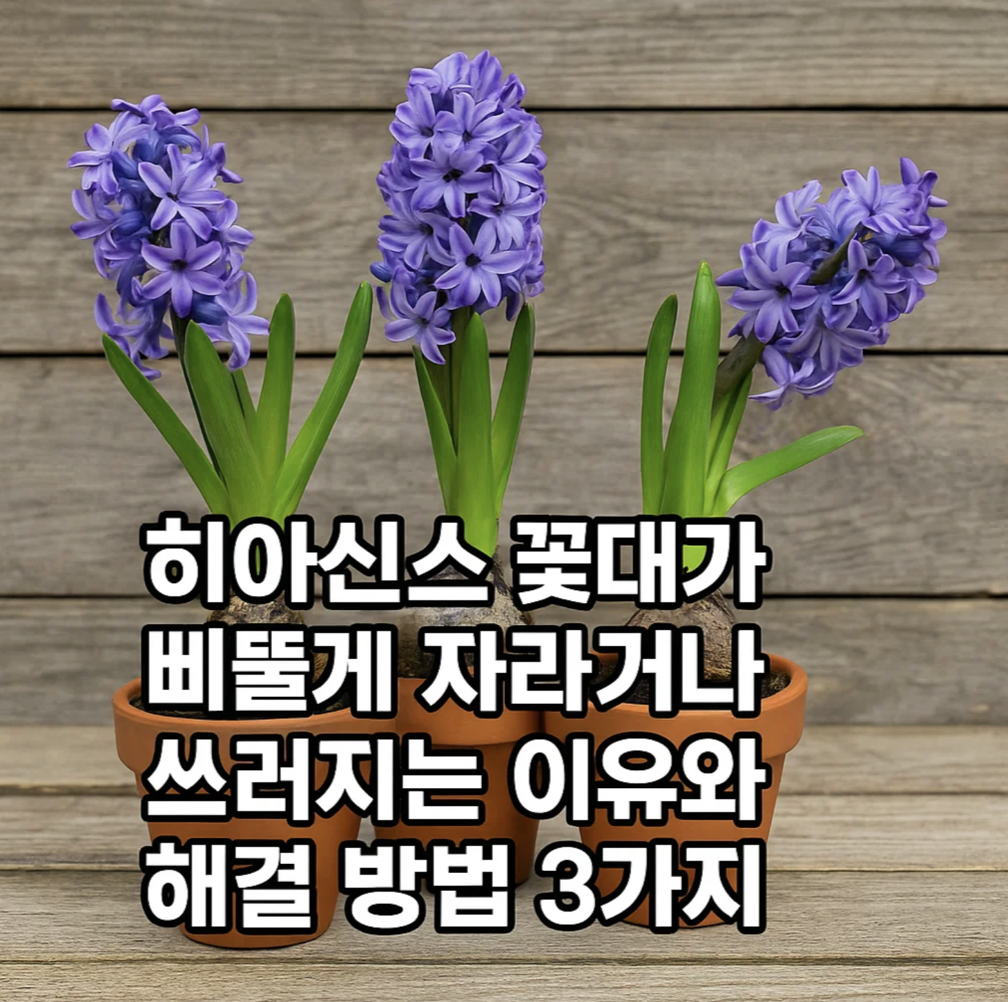 히아신스 꽃대가 삐뚤게 자라거나 쓰러지는 이유와 해결 방법 3가지