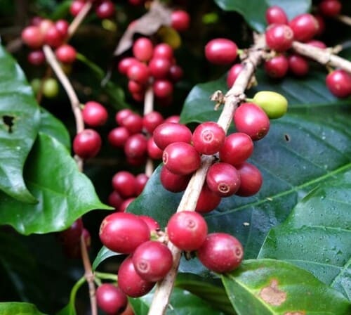 예멘 커피 원두