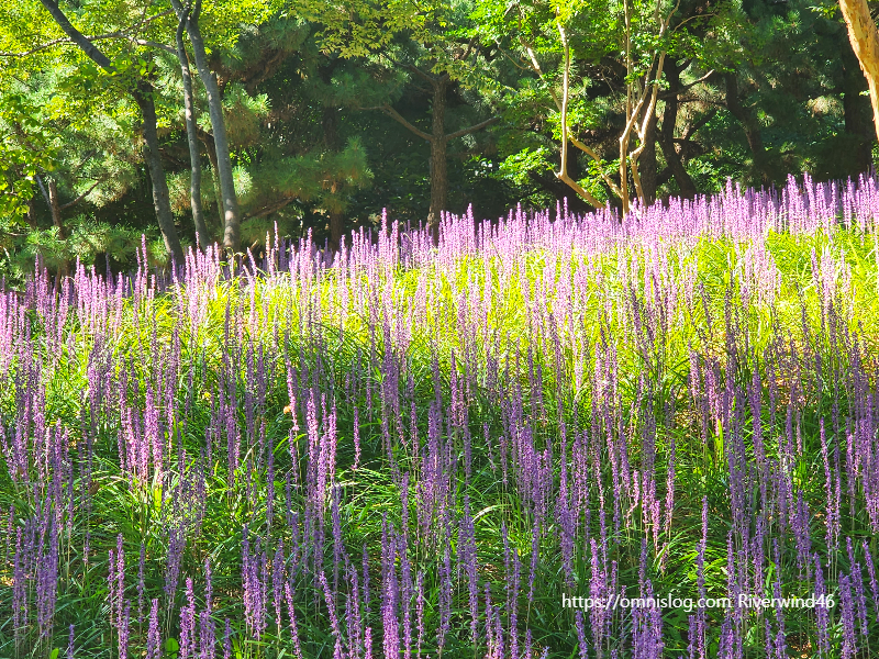 맥문동 ,麥門冬, Liriope platyphylla, Lilyturf