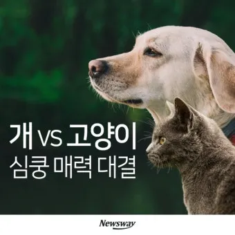 작은고양이 쪼꼬미 냥이 매력 탐구 귀여움 분석_6