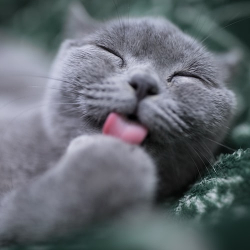 Understanding Your Cat's Unique Behavior