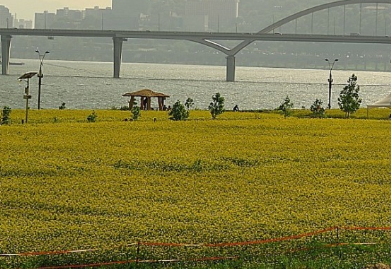 경기도 가을꽃 추천여행지 BEST 4