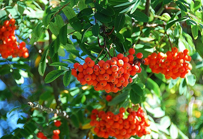 마가목 열매 사진