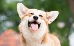 반려동물과 함께 떠나는 여행 가이드|펫프렌들리 숙소, 할인 혜택 관련사진