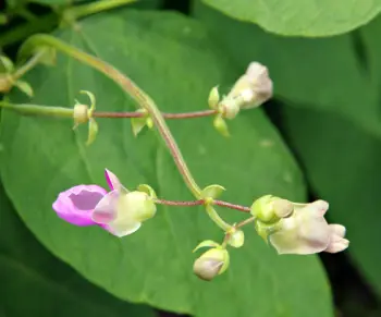 호랑이콩 효능 및 영양성분&amp;#44; 가격