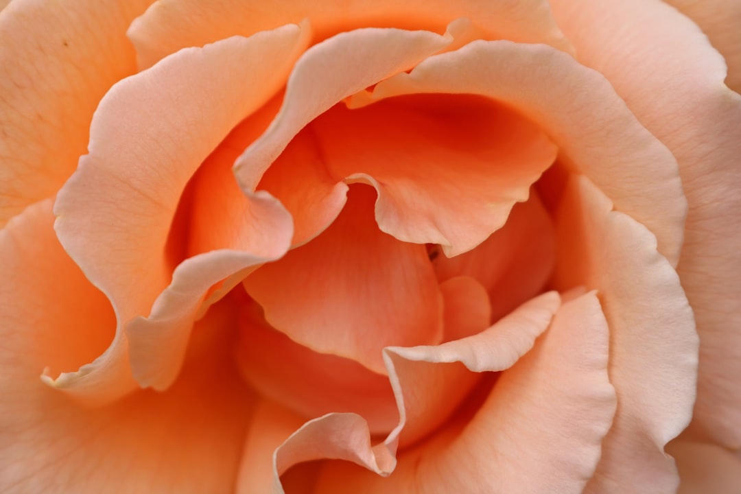 Fragrance