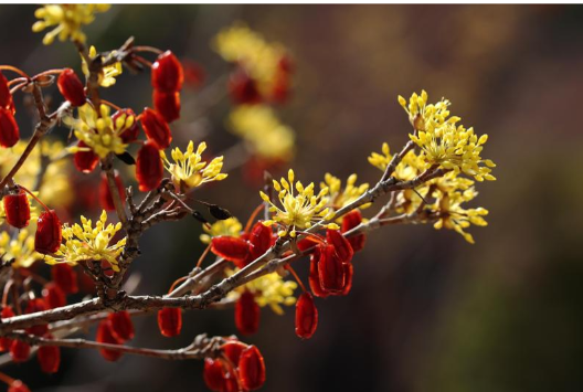 구례 산수유 꽃 축제
