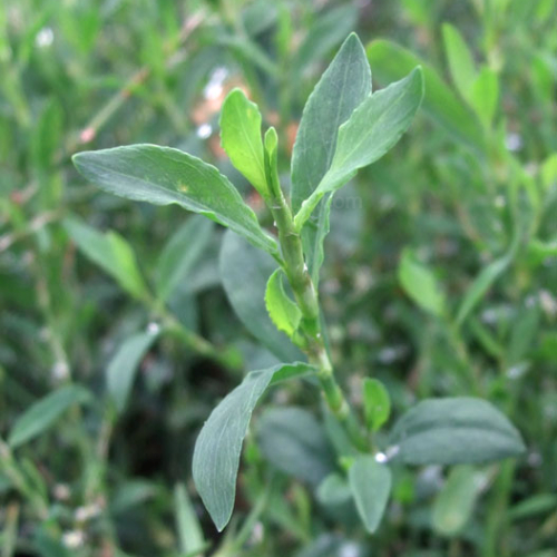 마디풀_편축_Knotgrass