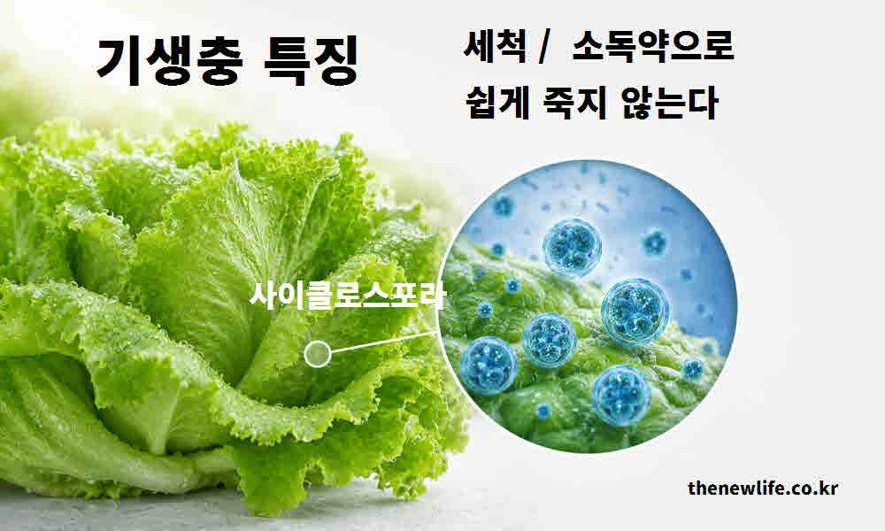 양상추 사이클로스포라 기생충 특징