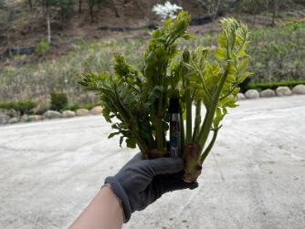 생방송투데이 이 주의 장바구니 강원도 평창 참두릅 365삼 구입 주문방법 산양삼, 오가피순, 명이나물, 고들빼기, 산더덕, 솔순, 도라지, 땅두릅