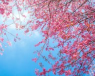 부산-벚꽃-개화시기-6