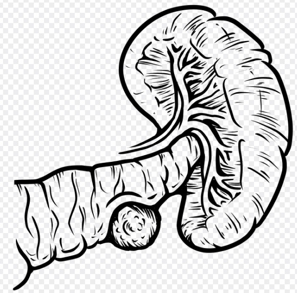 췌장암과 관련한 이미지
