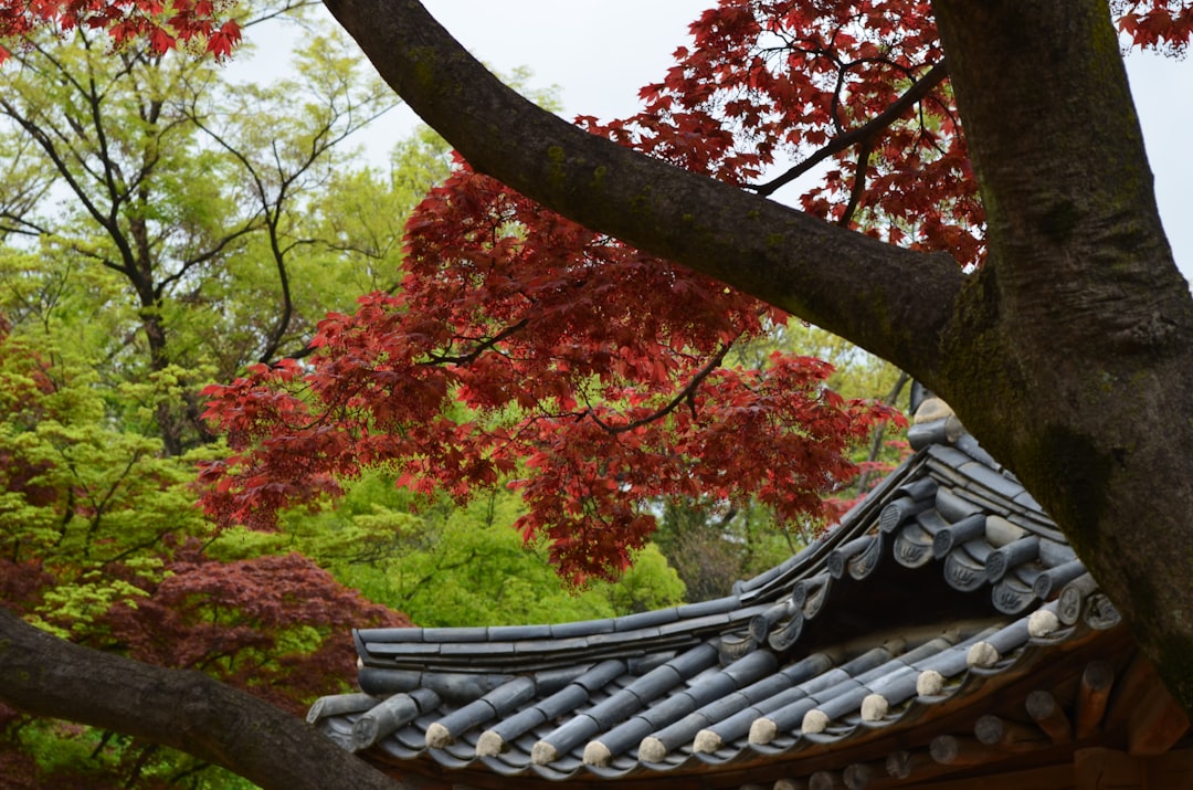 Korean Travel
