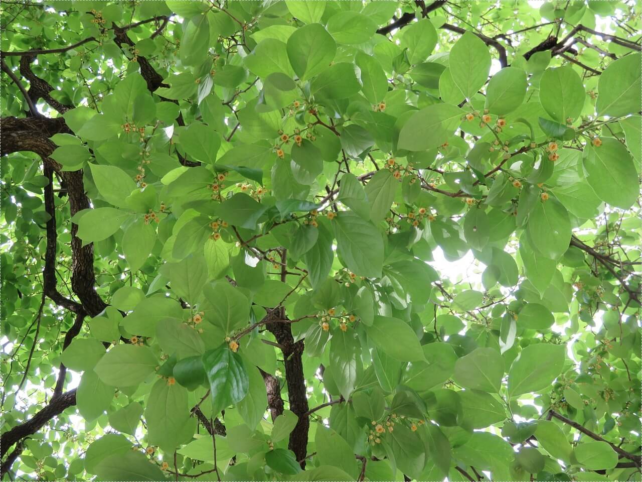 하나은행 정기예금 금리