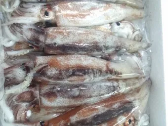 한치 오징어 차이 비교 생김새 맛 식감 완벽 분석_18