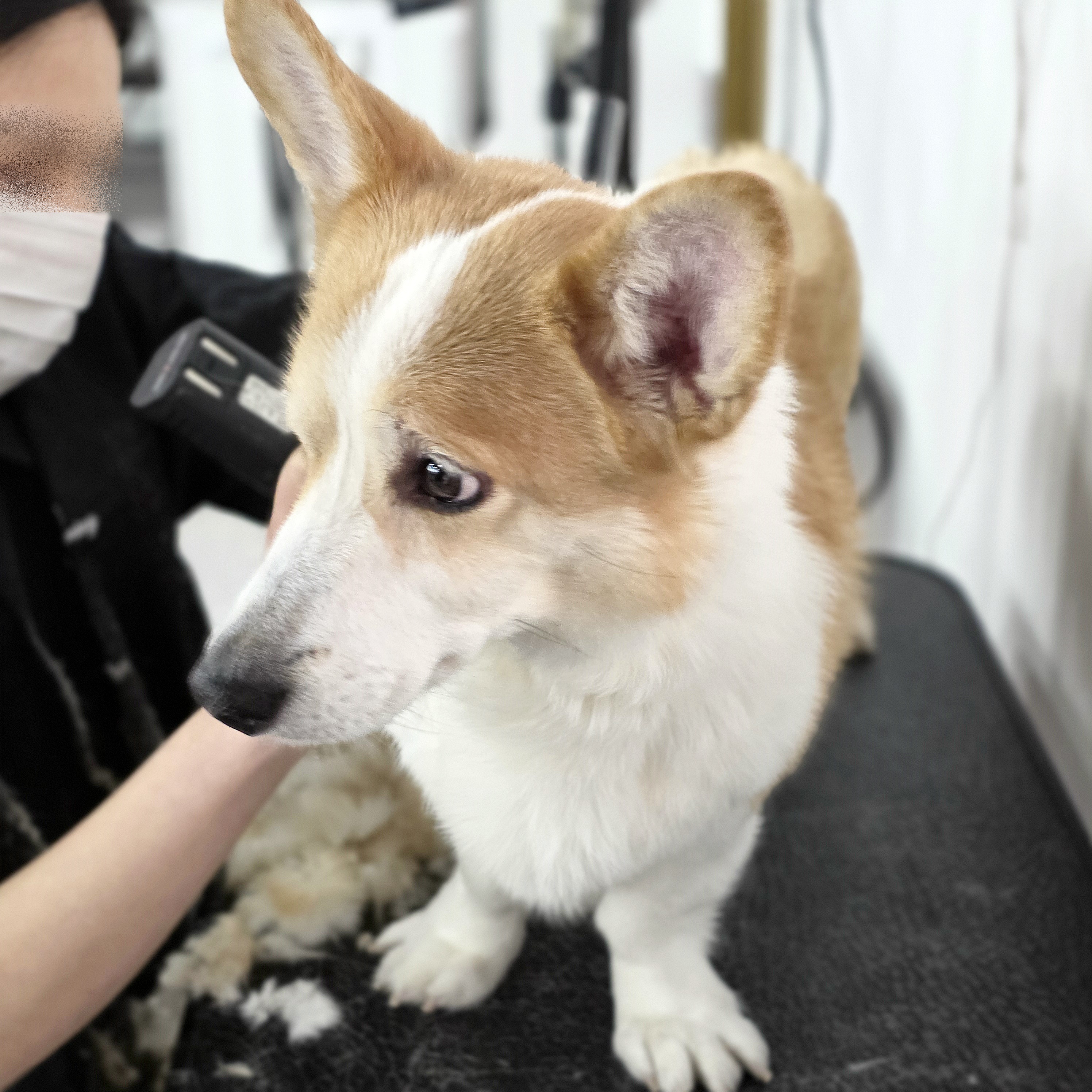 인천강아지미용국비지원