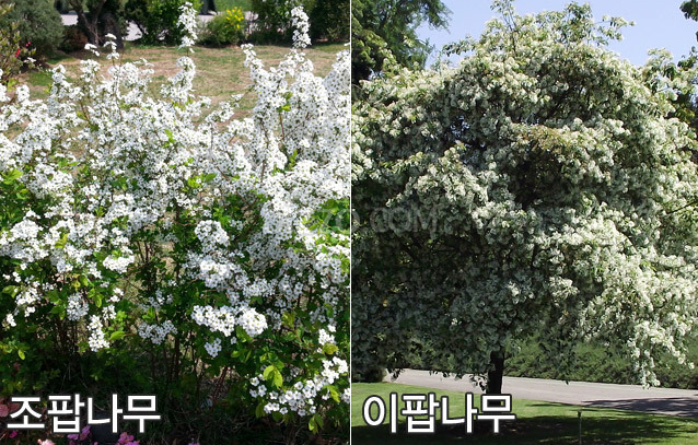 이팝나무 조팝나무 이팝 조팝 차이 구분법 개화시기